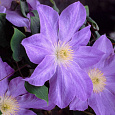 Клематис крупноцветковый Лаура