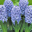 Гиацинт  Delft Blue