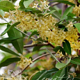 Лох зонтичный Pointilla Fortunella
