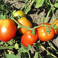 Томат Новичок Томат Новичок