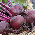 Свёкла столовая Русская односемянная Свёкла столовая Русская односемянная