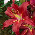 Лилия восточная Коммитмент