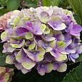 Гортензия крупнолистовая Мэджикал Аметист Гортензия крупнолистовая Мэджикал Аметист