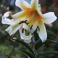 Лилия ОТ-гибрид Мистер Кас Лилия ОТ-гибрид Мистер Кас