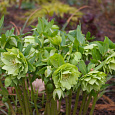 Морозник восточный Green double