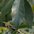 Лох зонтичный Pointilla Fortunella