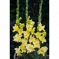 Гладиолус гибридный Lemon Frizzle Гладиолус гибридный Lemon Frizzle