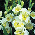 Гладиолус крупноцветковый Багги Гладиолус крупноцветковый Багги