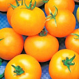 Томат Апельсин Томат Апельсин