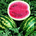 Арбуз  Порционный красный F1 Арбуз  Порционный красный F1