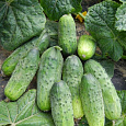 Огурец  Левина Микс F1 Огурец  Левина Микс F1