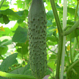 Огурец гибридный F1 Вирента Огурец гибридный F1 Вирента