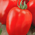 Томат Новичок Томат Новичок