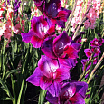 Гладиолус крупноцветковый Велвет Айз