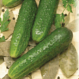 Огурец  Ласточка F1 Огурец  Ласточка F1