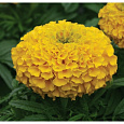 Бархатцы прямостоячие Тайшан Голд