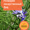 Розмарин лекарственный Дид