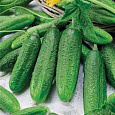 Огурец  Гинга F1 Огурец  Гинга F1
