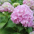 Гортензия крупнолистовая Либертин Пинк