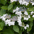 Гортензия крупнолистная Lanarth White